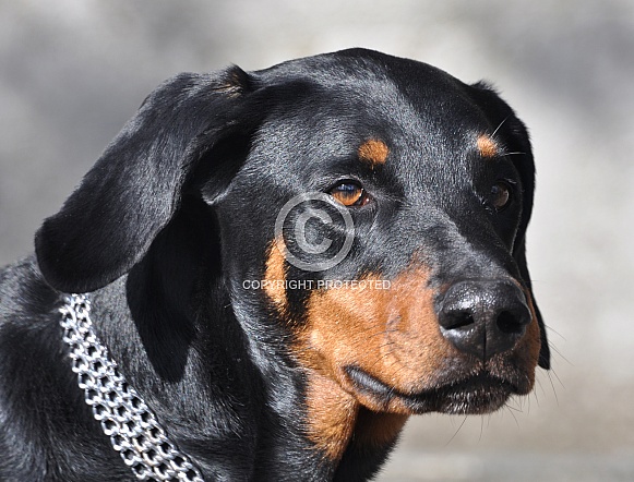 Doberman Pinscher