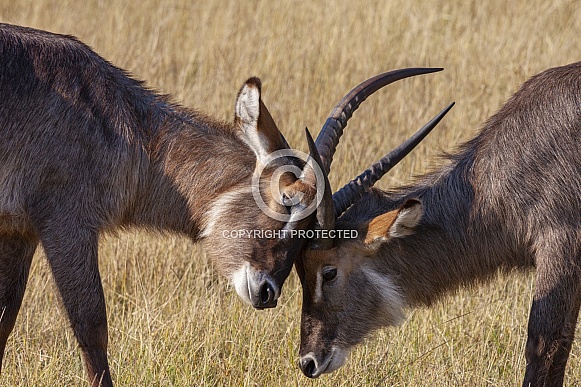 Waterbuck (Kobus ellipsiprymnus)