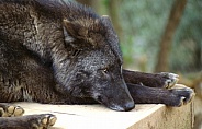Black Wolf (colour variant of the Grey Wolf)