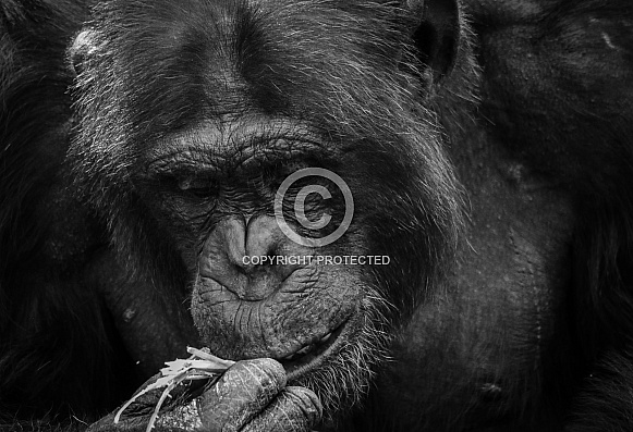 Chimpanzee Chimpanzee