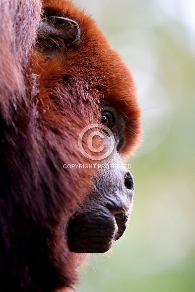 Red howler monkey Red howler monkey