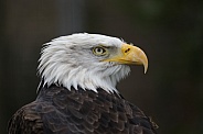 Steller's  sea eagle