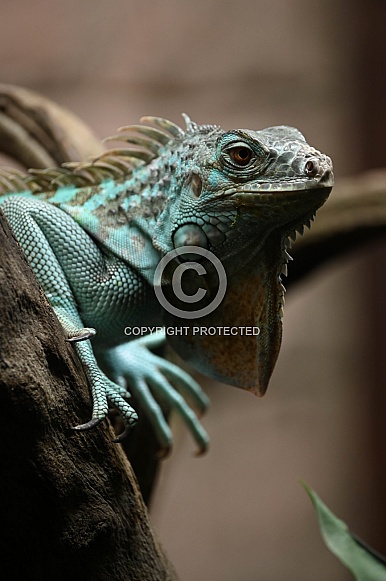 Green iguana