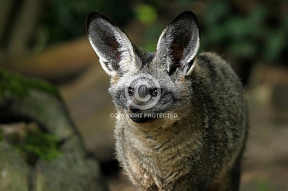 Bat-eared Fox Bat-eared Fox