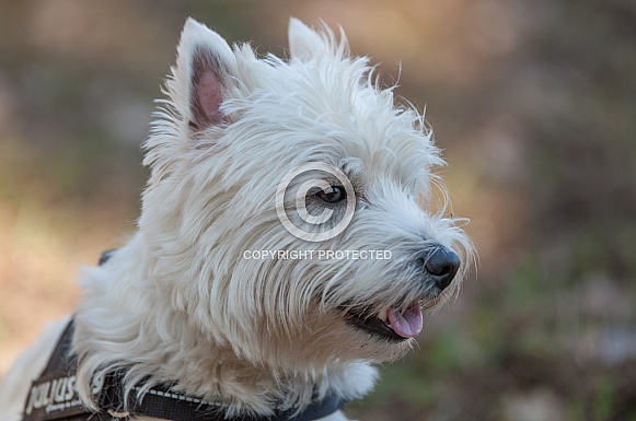 Westhighland White Terrier Westhighland White Terrier