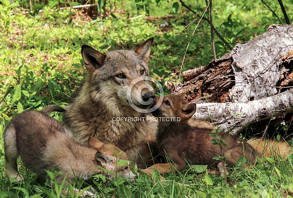 Wolf and Wolf Pups Wolf and Wolf Pups