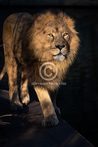 Asiatic lion