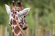 Rothschilds Giraffe Close Up Looking Back