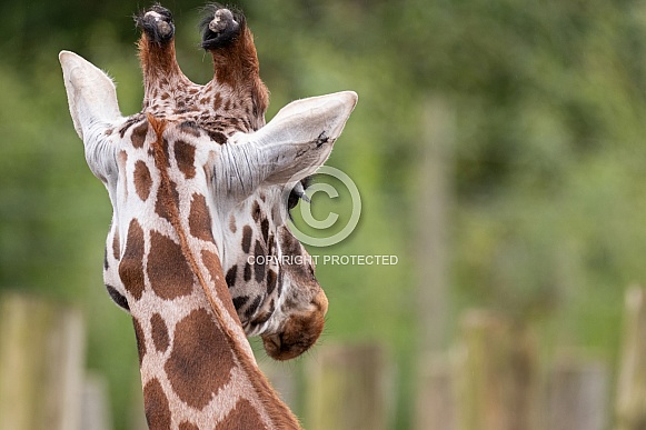 Rothschilds Giraffe Close Up Looking Back Rothschilds Giraffe Close Up Looking Back