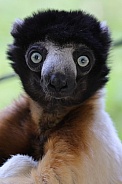 Crowned Sifaka (Propithecus Coronatus)