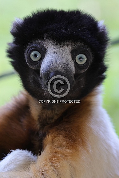 Crowned Sifaka (Propithecus Coronatus)
