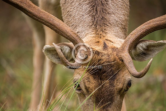 Fallow Deer Buck
