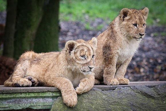 Lion cub