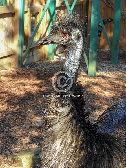 Emu Emu