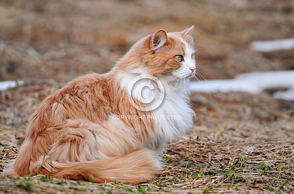 Long Haired Cat