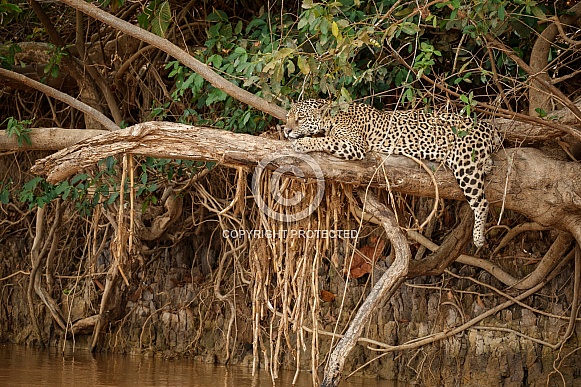 American jaguar in the nature habitat