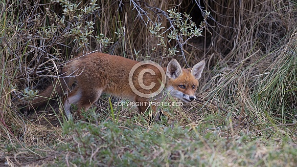 Young red fox cub in nature
