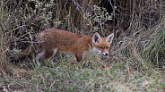 Young red fox cub in nature