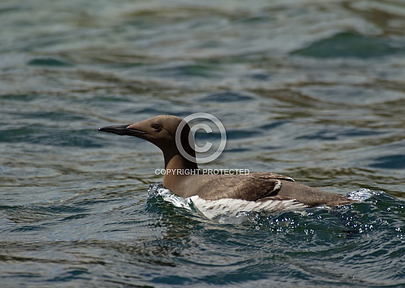 Common Guillemot Swimming