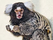 A marmoset monkey eating popcorn