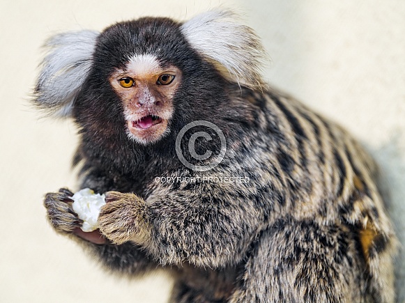 A marmoset monkey eating popcorn A marmoset monkey eating popcorn