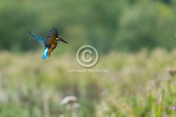 Kingfisher Kingfisher