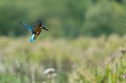 Kingfisher