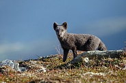 Arctic fox