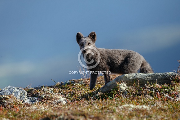 Arctic fox