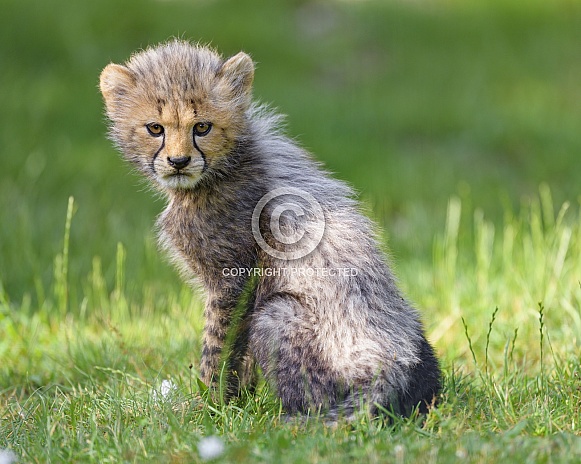 Cheetah cub sitting