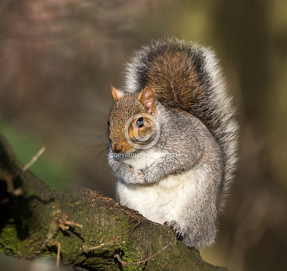 Grey Squirrel Grey Squirrel