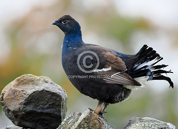 Black Grouse