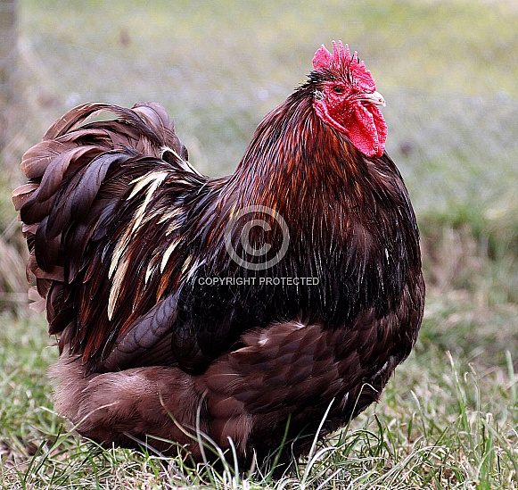 Cockerel Cockerel