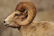 Mountain Sheep Ram