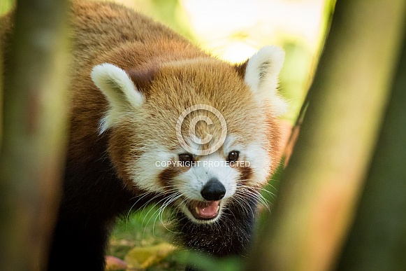 Red panda