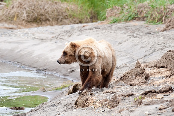 Wild Alaskan Brown Bear fishing Wild Alaskan Brown Bear fishing