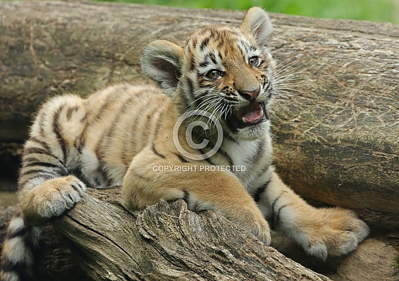 Tigercub