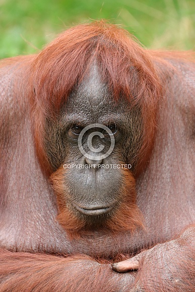 Borneo Orangutan (Pongo Pygmaeus)