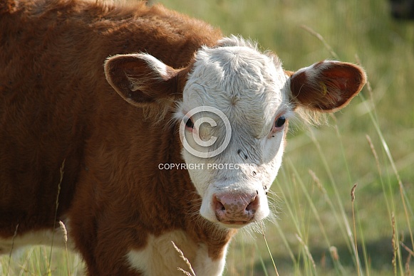 Afternoon at Elio's Farm with the Cows Afternoon at Elio's Farm with the Cows