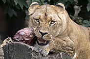 Lion (Panthera Leo)