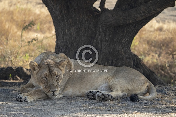 Asiatic Lion female from Gir Sanctuary and National Park, Sasan, Gujarat, India Asiatic Lion female from Gir Sanctuary and National Park, Sasan, Gujarat, India