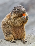 Wild marmot eating carrot