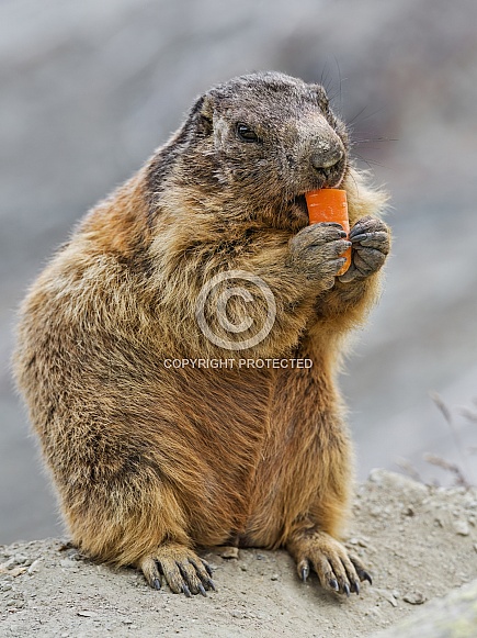 Wild marmot eating carrot