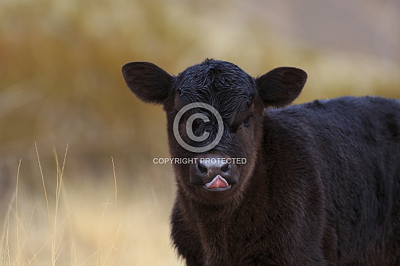 Black Calf
