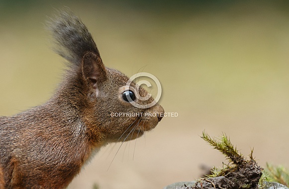 Red Squirrel Red Squirrel