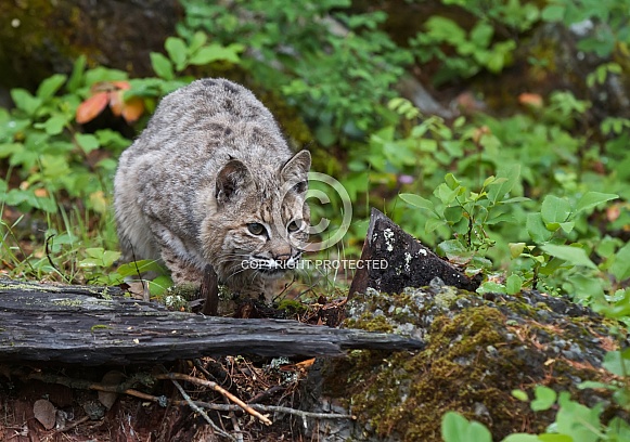 A Young Bobcat in Montana