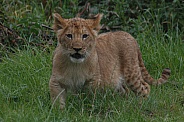 Lion Cub Standing In Grass Facing Forwards