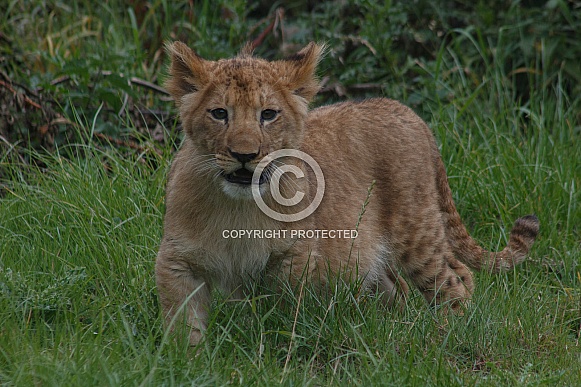 Lion Cub Standing In Grass Facing Forwards