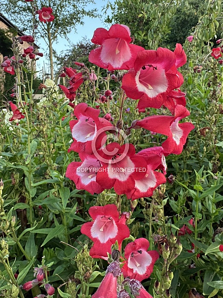Bellflower - Penstemon campanulatus Bellflower - Penstemon campanulatus