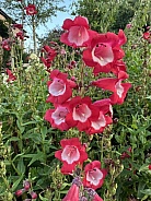 Bellflower -  Penstemon campanulatus